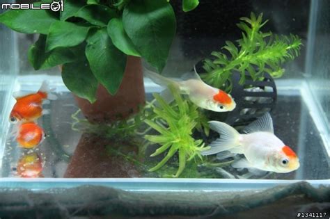 如意金魚|玉如意換缸&新增神仙魚,小缸拿來養金魚(7/24更新)